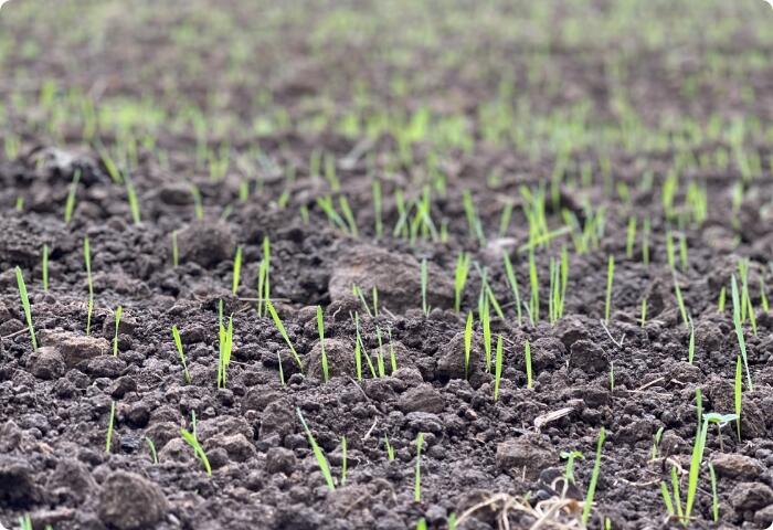 Nebariogoshi wheat fields in Aomori