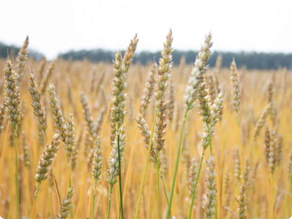 Nebariogoshi wheat illustration
